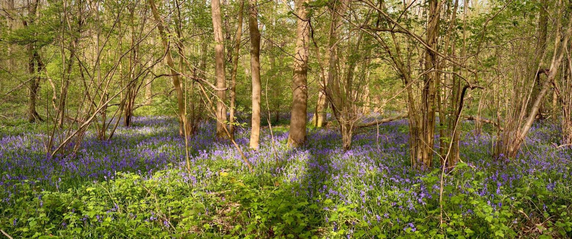 Bluebell Annexe Villa Little Grandsen Buitenkant foto